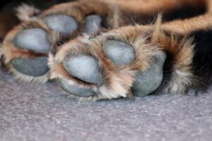 dog paw, dog, paw-3612394.jpg