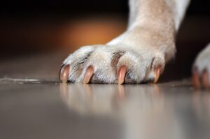 dogs paw, paw, nature-7290819.jpg