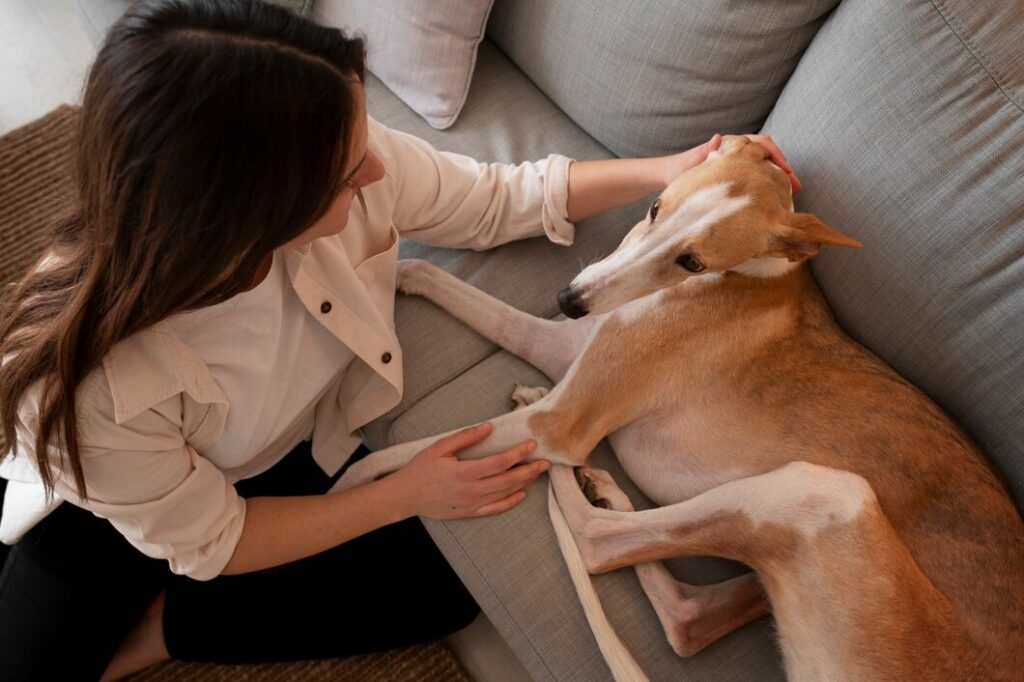 Woman with greyhound dog at home on the couch