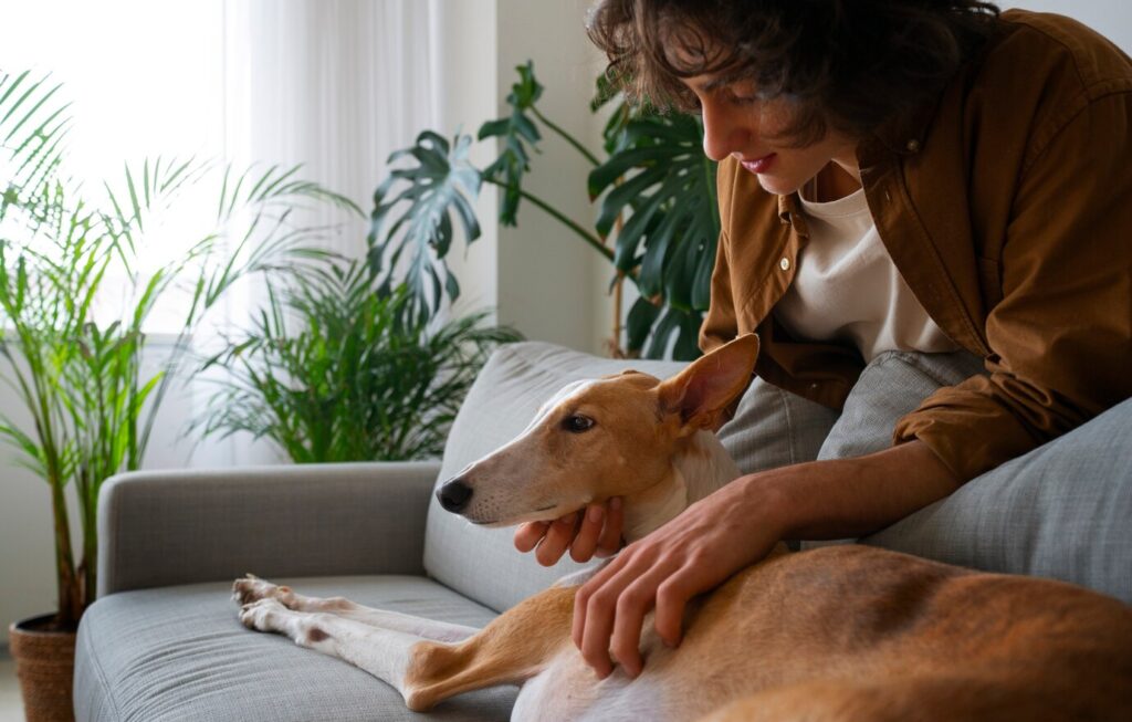Greyhound dog on the couch at home with owner