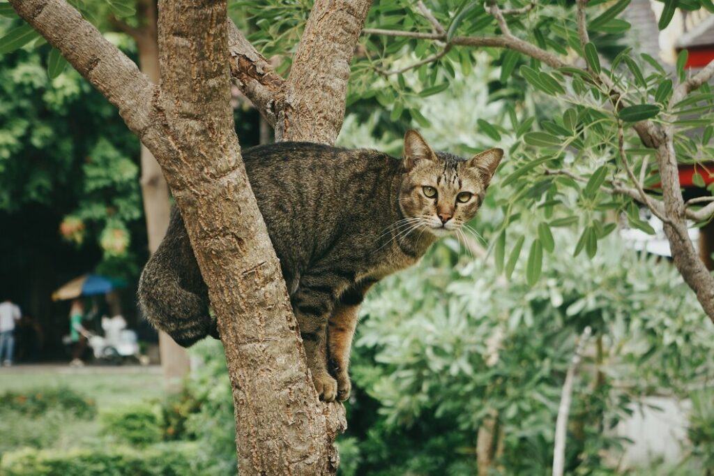 Cute cat sitting on a tree in a park during daytime