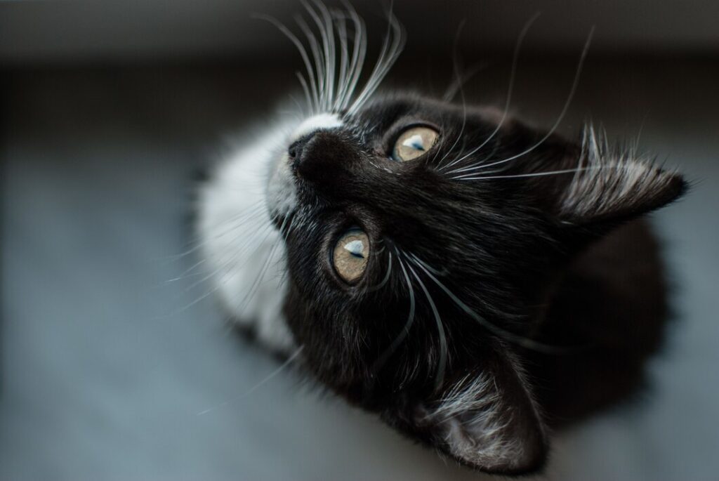 Adorable cat with black fur and white whiskers
