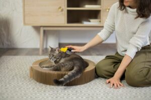 Beautiful cat with the owner