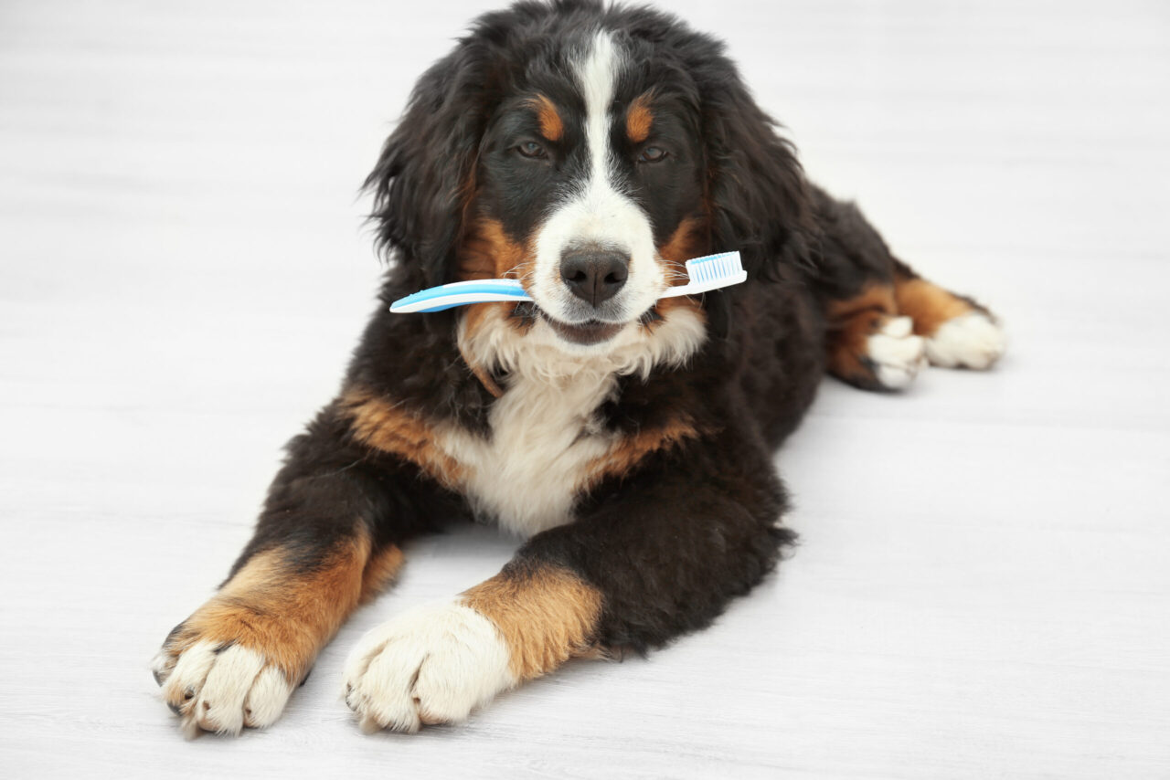 Dog with toothbrush lying on floor.
