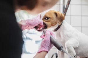 Brushing a dog's teeth. at the grooming salon