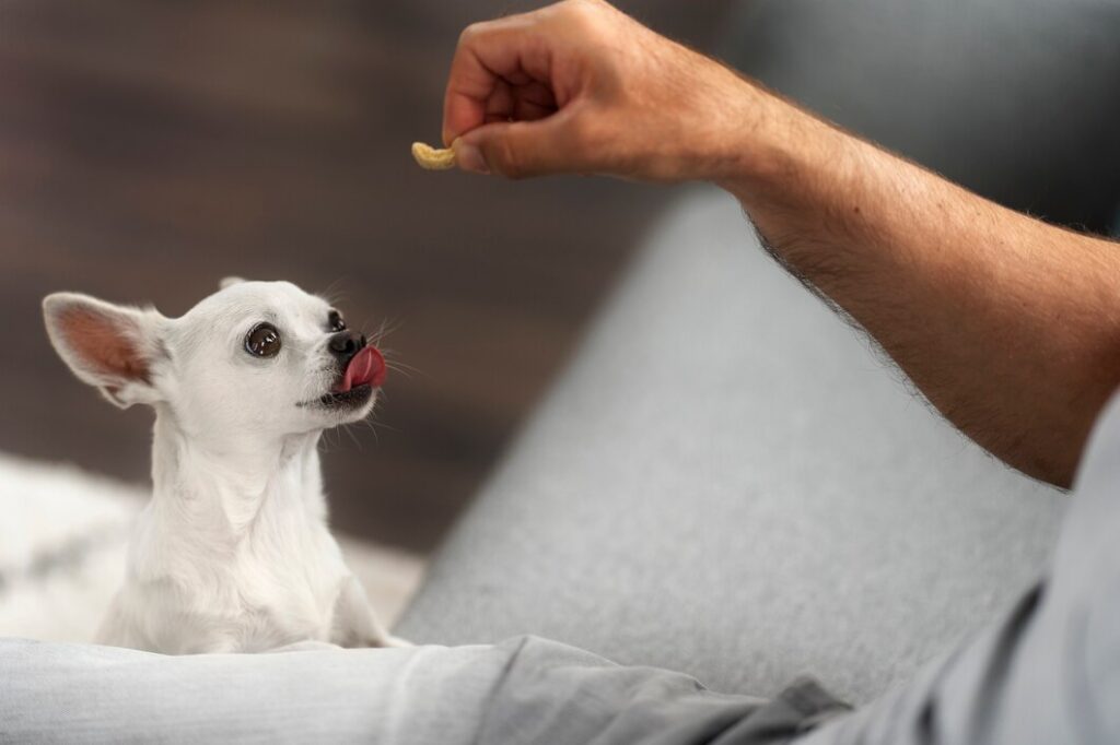DIY vet-approved dog treats