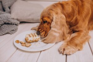 dog treats with superfoods