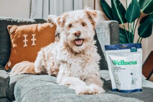 White long-haired dog with pet probiotics