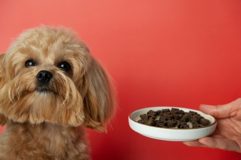 Ingredients to avoid in dog treats