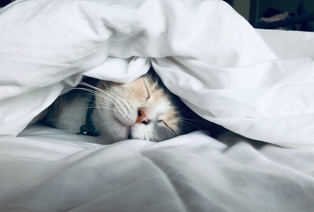 Cat sleeping under a white comforter