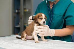 Veterinarian taking care of dog