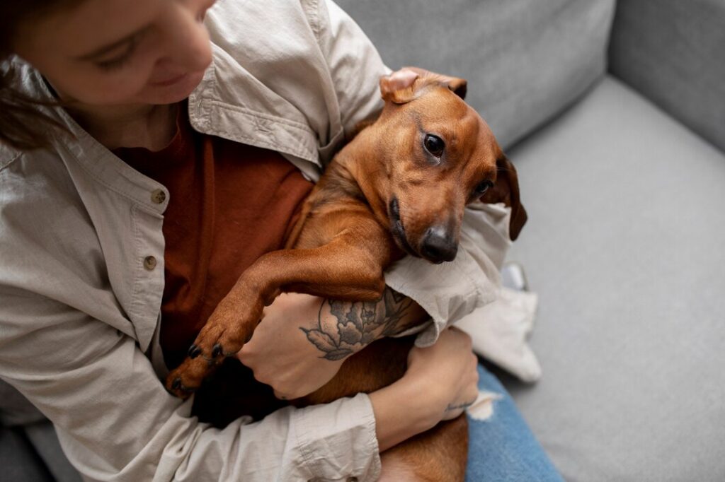 Beautiful dachshund hugged by owner
