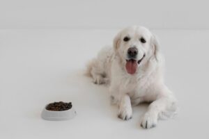 dog treats for weight management