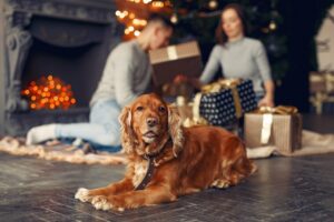 holiday dog treats