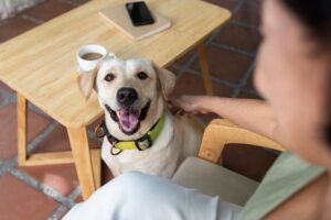 puppy treats