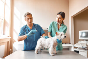 A middle aged male vet is going to inject a small dog with DAPP vaccine with the help of his female assistant.