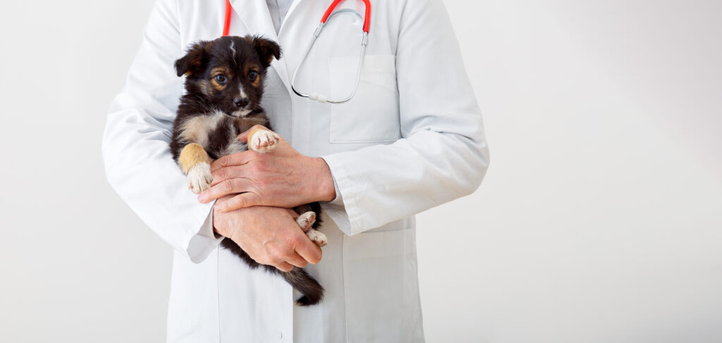 Puppy in vet's hands.