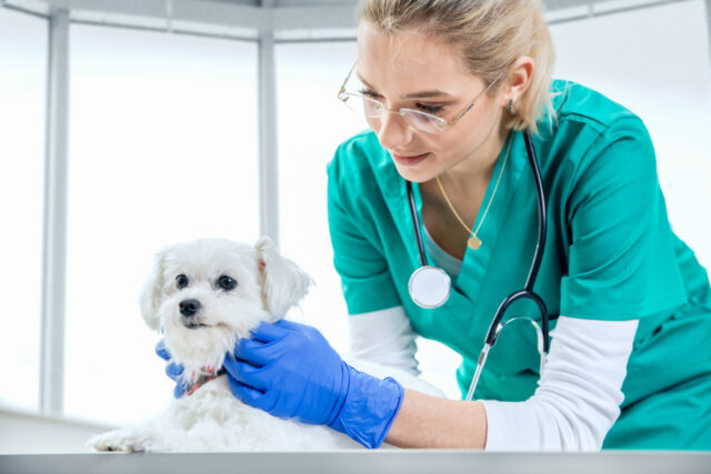 Female vet examines the fur of a dog