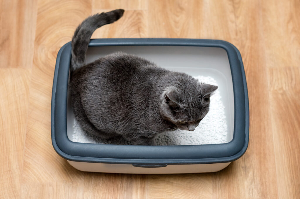 Cat using litter box for pooping