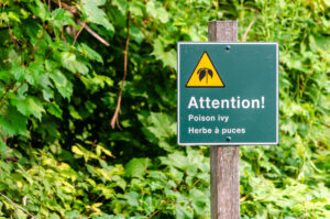 Green and yellow warning sign for poison ivy in English and French