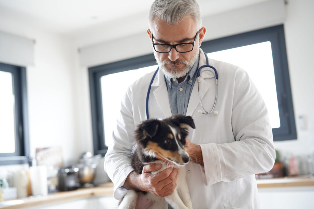 Vet examining puppy dog