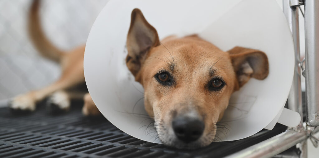 Sad dog wearing a protective cone