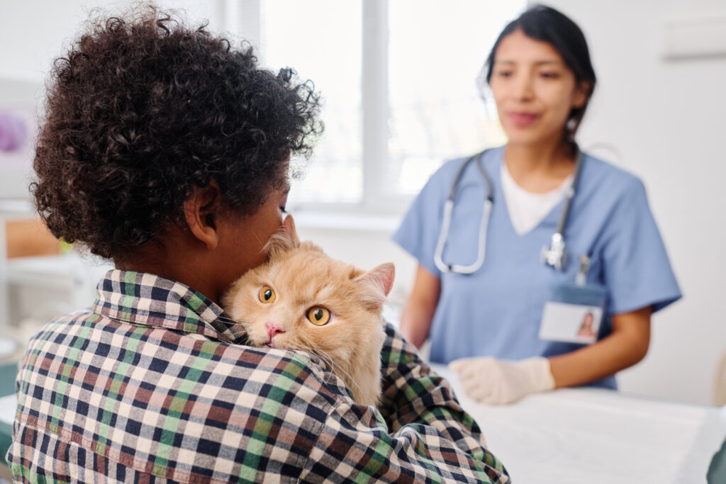 Boy bringing fluffy ginger cat to vet for health check up