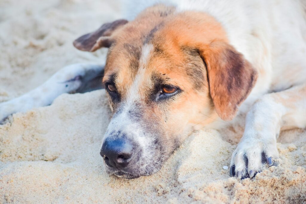 Sad-looking dog lying on a beach