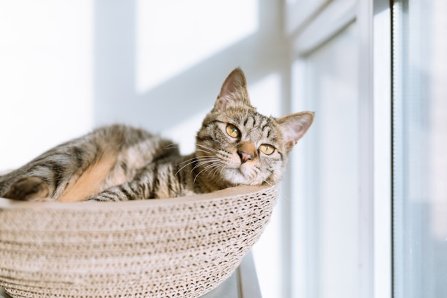 Ill cat lying on a grey pillow by a window