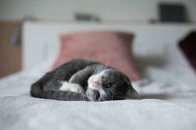 Cat in bed making a cute face