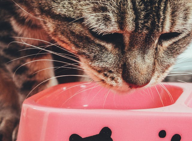 cat eating from its pink food bowl