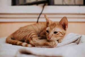 Close-up of a Orange Tabby Cat