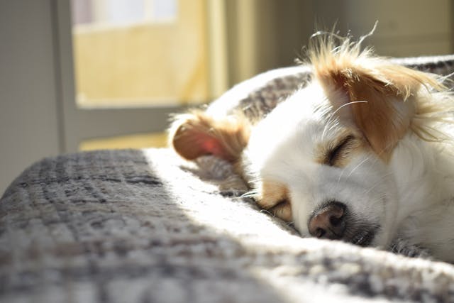 Adult Short-coated Tan and White Dog Sleeping on Gray Textile at Daytime