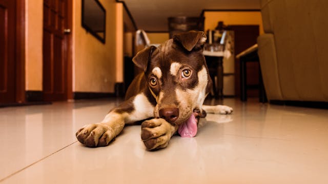 Dog Lying on Floor