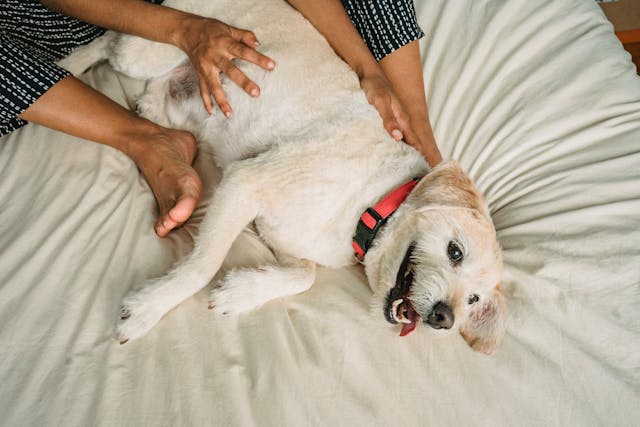 Crop person caressing purebred dog