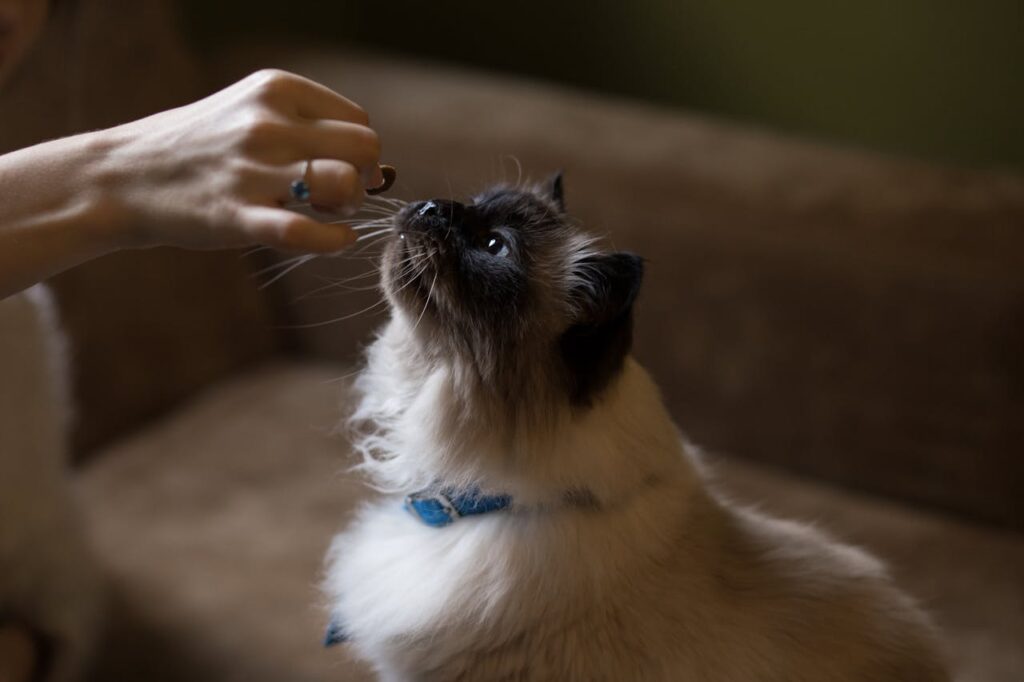 cropped person giving a cat a treat