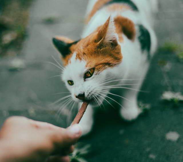 cat receiving a treat